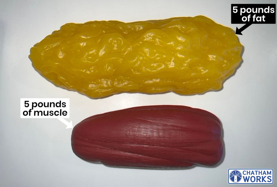 Muscle fat models