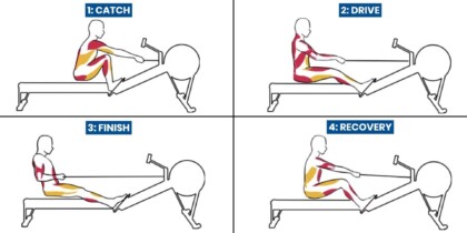 Rowing muscles used