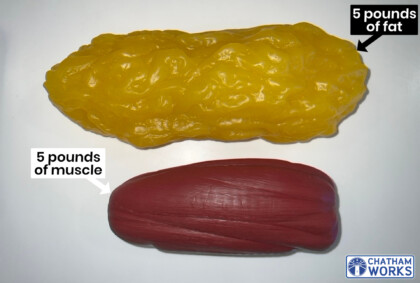 Muscle fat models