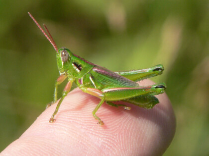 Young grasshopper