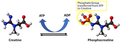 Conversion of Creatine to Phosphocreatine